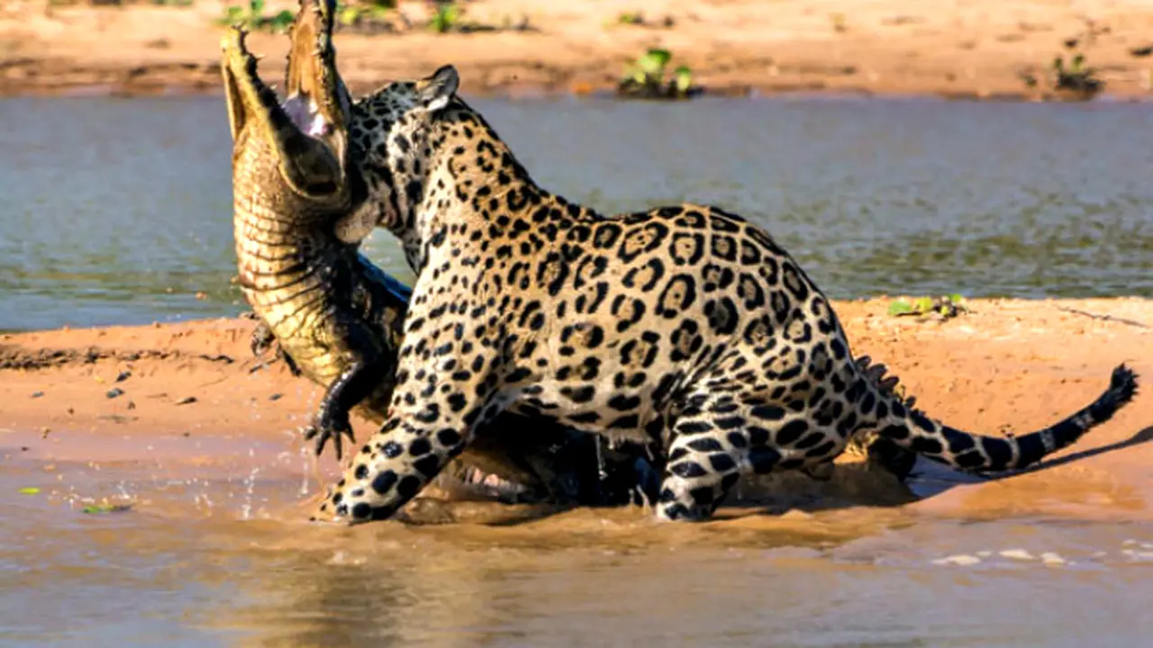 Astaga, Jaguar Ini Menyergap Seekor Buaya