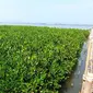 Luas lahan mangrove di Mangkang terus berkembang hingga sekarang mencapai luas 2,7 hektare, dengan jumlah spesies mangrove ada 27 jenis. Belum lagi untuk flora, baik yang sudah teridentifikasi maupun yang belum lewat penelitian. (Liputan6.com/ Ahmad Ibo)