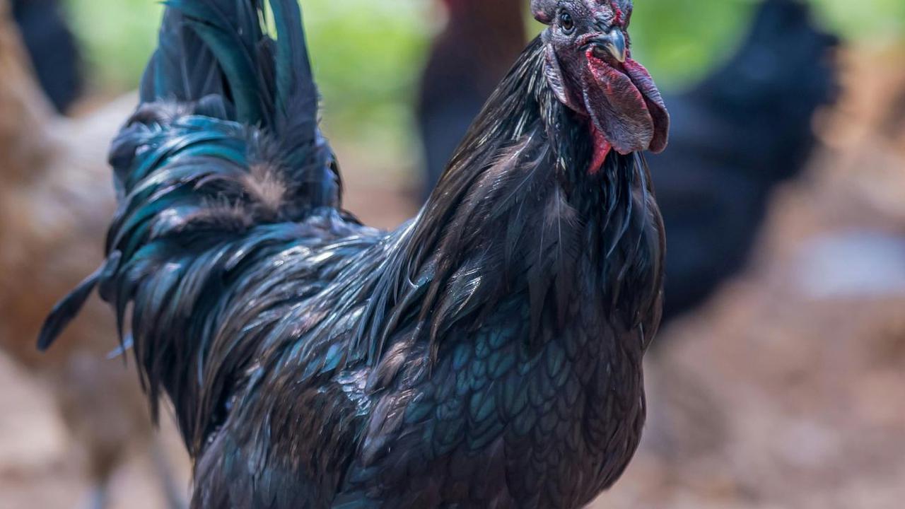 Keunikan Ayam Hitam