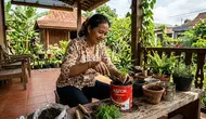 5 Cara Menanam Kenikir di Toples Bekas Astor, Solusi Praktis Lahan Sempit