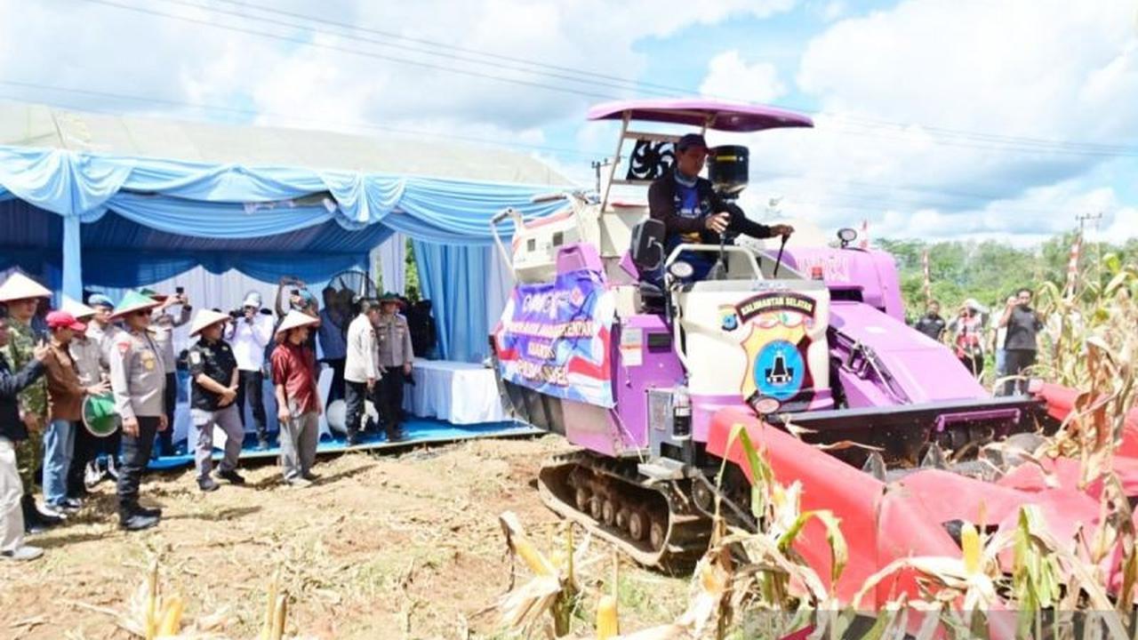 Polda Kalsel Panen 100 Ton Jagung, Dukung Program Ketahanan Pangan Polda Kalsel