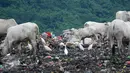 Kondisi TPA Jatibarang saat musim penghujan, Semarang, Rabu (10/2/2016). Sejumlah sapi dan Burung Blekok mencari makan di kawasan tersebut. (Foto: Gholib)