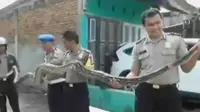 Segmen 3: Ular Piton Masuk Rumah hingga Evakuasi Pendaki Cedera 