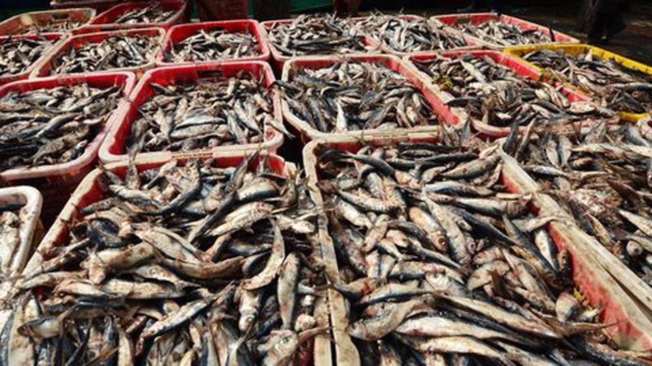 Hingga kuartal III-2015, KKP catat tangkapan ikan capai Rp 91 T