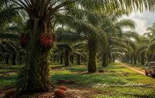 Produktivitas Petani Ketinggalan Jauh Dibandingkan Perusahaan Sawit, PalmCo Beri Solusi Begini