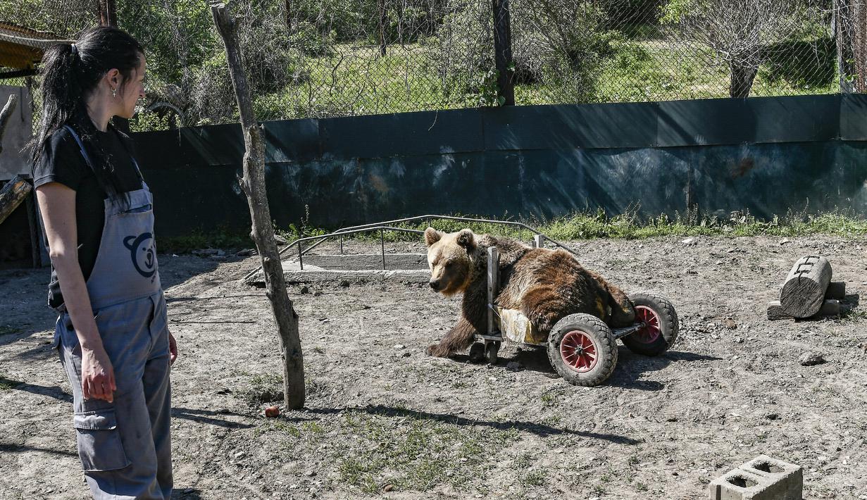 Seorang wanita bernama Melina Avgerinou memperhatikan beruang lumpuh, Usko di tempat perlindungan Arcturos di Nymfaio, Yunani (23/4). Usko merupakan beruang berumur tiga tahun yang menderita lumpuh. (AFP Photo/Aris Messinis)