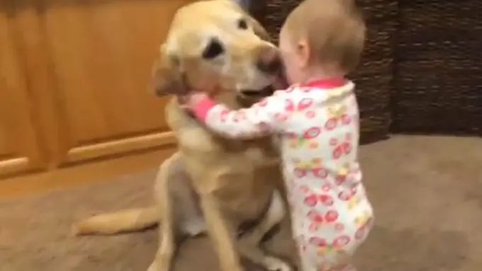 Video Ini Buktikan Anjing Adalah Sahabat Bayi