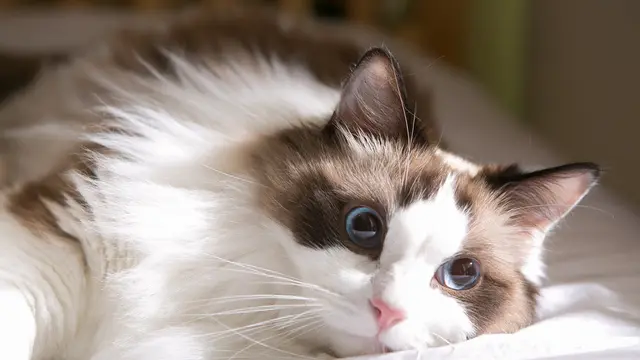 Jarang Rontok, Ini Alasan Bulu Kucing Ragdoll Bertebaran di Sekitar Rumah