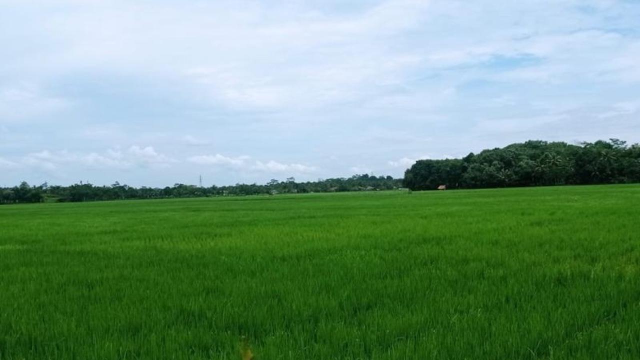 Lebak Tetapkan 28.100 Hektare LP2B, Jaga Ketahanan Pangan Nasional