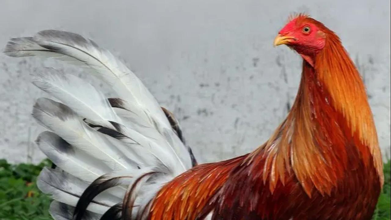 3. Komunitas ayam