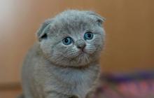 Fakta Unik Hari Kucing Nasional: Mengapa Dirayakan Setiap 29 Oktober?