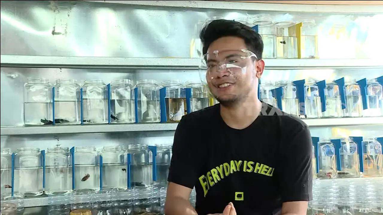 Reza Smash ternak ikan cupang