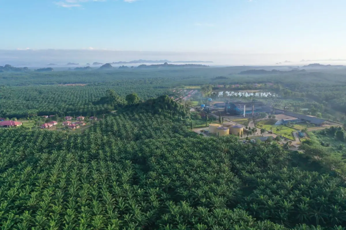 BWPT Siapkan Rp 37,29 Miliar untuk Lunasi Pokok Sukuk
