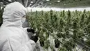 Seorang pekerja saat mengecek tanaman ganja medis di Tweed INC., Smith Falls, Ontario, Kanada (5/12). Tweed INC. merupakan salah satu lokasi budi daya ganja medis terbesar di Kanada. (AFP Photo/Lars Hagberg)