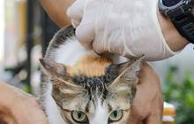 FOTO: Antusiasme Pemilik Hewan Serbu Vaksinasi Rabies Gratis di Tebet