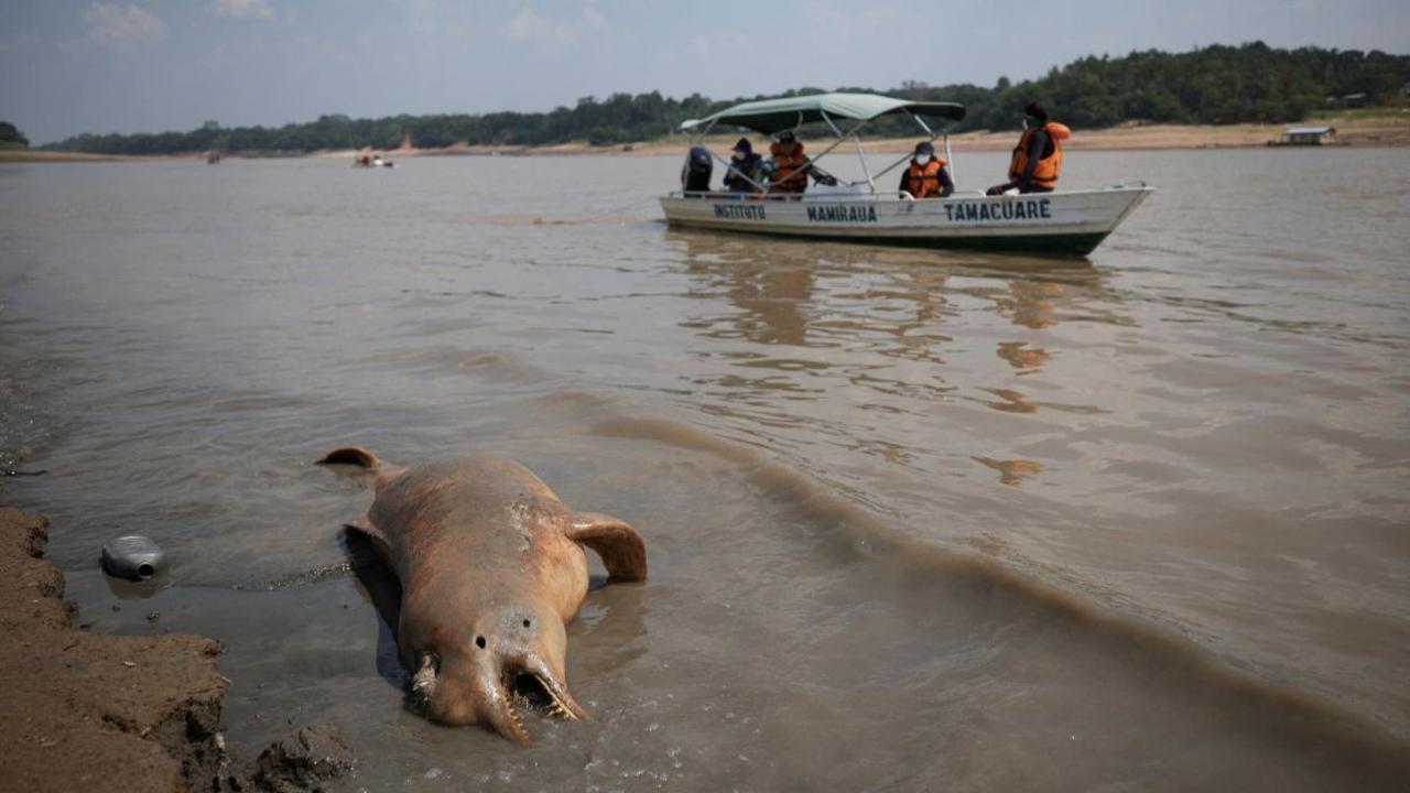 9. Ratusan Lumba-Lumba Air Tawar Mati Kekeringan di Sungai Amazon