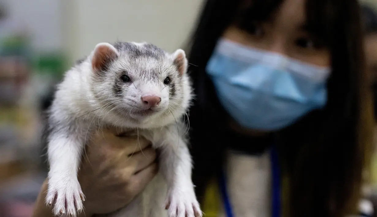 Seorang wanita memegang seekor musang di Pet Expo Thailand 2021 tahunan di Bangkok (25/11/2021). Pet Expo Thailand 2021 diselenggarakan dari 25-28 November 2021 mulai pukul 10.00-20.00. (AFP/Jack Taylor)