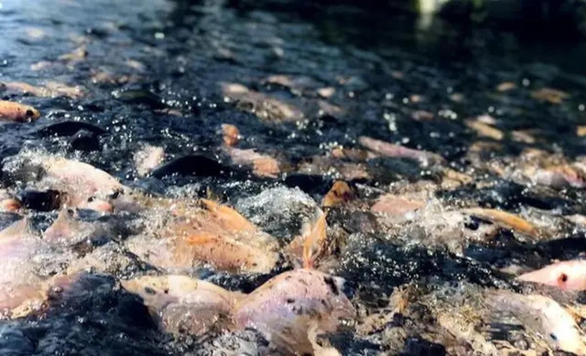 10 Jenis Ikan Air Tawar yang Cepat Besar untuk Konsumsi Keluarga, Cocok Dipelihara di Lahan Sempit