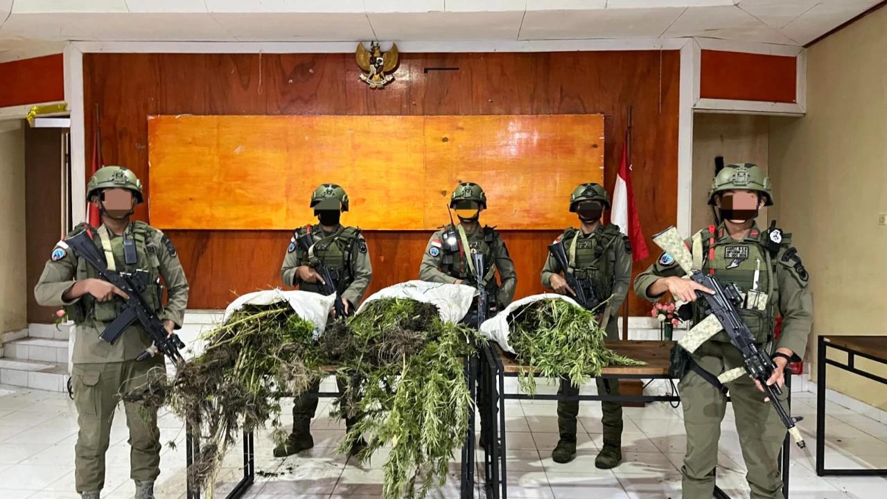 Penggerebekan di Pegunungan Bintang, Ladang Ganja Berisi 226 Batang Ditemukan