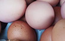 Harga Telur Ayam Naik Tajam Jelang Ramadan, Pedagang Khawatir Pelanggan Kabur