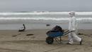 Seorang pekerja kota membawa pelikan mati dengan gerobak dorong di pantai Santa Maria di Lima, Peru, Selasa (29/11/2022). Setidaknya 13.000 pelikan telah mati sejauh ini pada bulan November di Sepanjang Pantai Pasifik Peru akibat flu burung, menurut The National Forest and Wildlife Service (Serfor) pada hari Selasa. (AP Photo/Guadalupe Pardo)