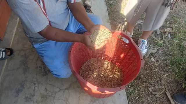Berkah Kopi Pardosir untuk Samosir, Biayai Keluarga sampai Jadi Produk Oleh-Oleh Andalan