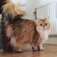 Smoothie, Kucing yang Jago Pose di Depan Kamera