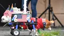 Seekor anjing dalam kostum terlihat selama Parade Tompkins Square Halloween Dog di New York, 27 Oktober 2018. Ini bukan parade biasa, karena para pesertanya adalah ratusan anjing dengan beragam kostum lucu. (TIMOTHY A. CLARY / AFP)