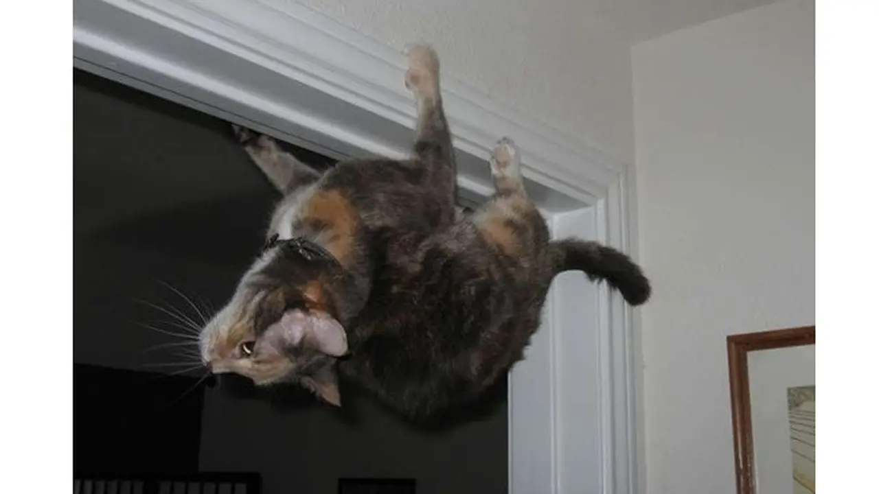 Potret 6 Kucing Bergaya Bak Spiderman Ini Bikin Tepuk Jidat