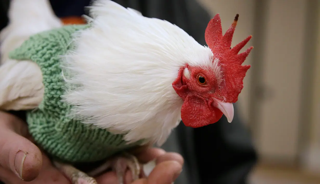 Seekor ayam jantan asal Malaysia, Prince Peep, mengenakan sweater di Fuller Village, rumah pensiun di Milton, Massachusetts, 8 Maret 2017. Sekelompok pensiunan membuatkan sweater rajutan untuk ayam agar mereka tidak kedinginan. (AP Photo/Steven Senne)