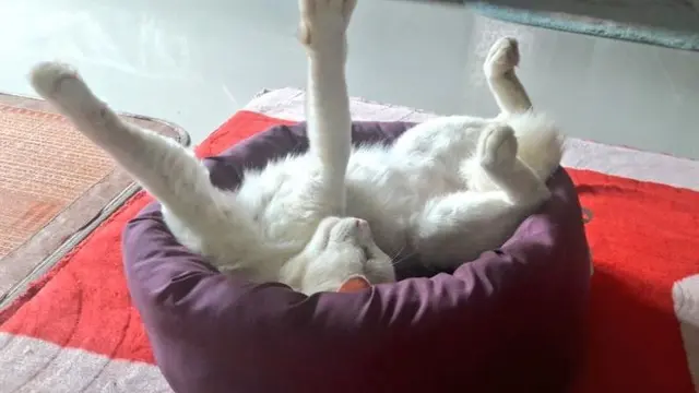 7 Potret Kucing Tidur dengan Pose Tak Wajar, Bikin Encok Lihatnya