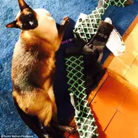 Brigit, kucing betina yang suka mencuri pakaian dalam lelaki. (Sarah Nathan/Facebook)