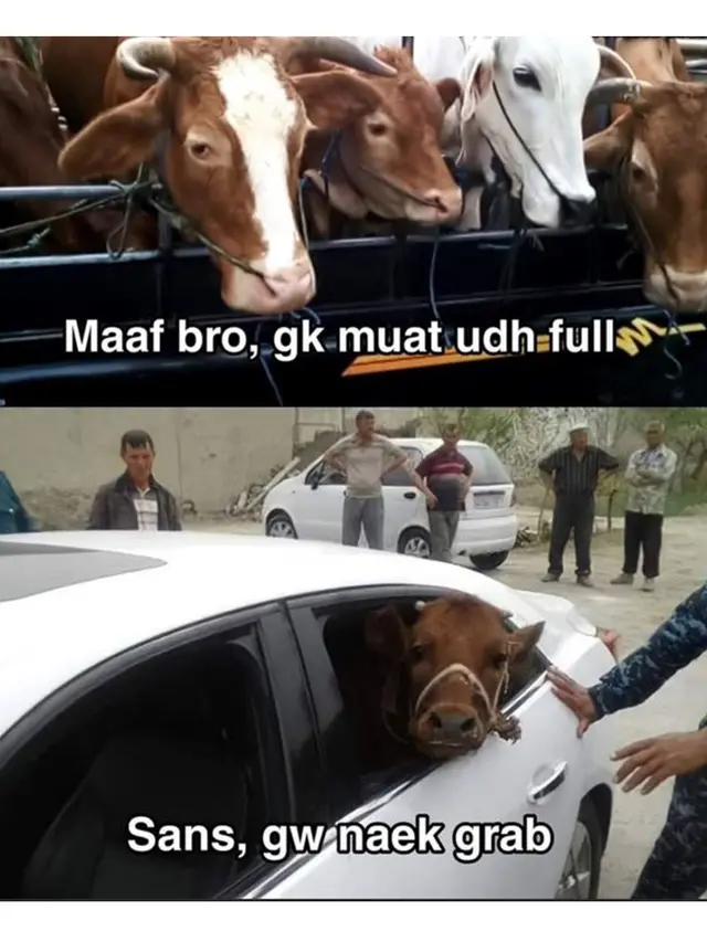 6 Potret Kocak Sapi Kurban saat Diantar ke Tempat Sembelih, Pasrah Banget