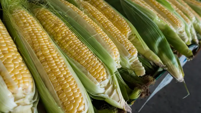 Trik Mudah Mengatasi Jagung Keriput yang Jarang Diketahui Banyak Orang