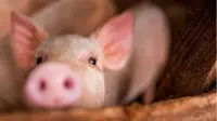 Kementan Tingkatkan Kewaspadaan Terhadap Flu Babi di Tiongkok