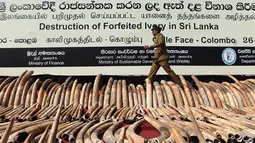 Seorang Petugas bea cukai Sri Lanka berjalan dekat tumpukan gading gajah dari Afrika sebelum dimusnahkan di Kolombo (26/1/2016). Gading Ilegal tersebut akan di kirim ke Dubai dari kenya melalui Colombo. (AFP PHOTO/Ishara S. KODIKARA)