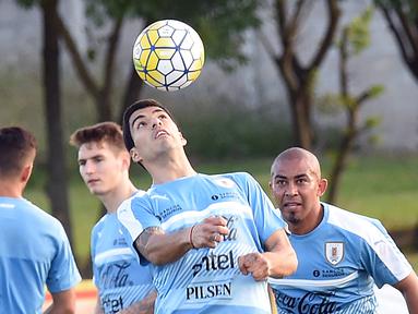 Luis Suarez kembali berlatih bersama tim nasional Uruguay. Hal itu menjadi yang perdana bagi Suarez setelah menjalani sanksi larangan bermain karena mengigit bek Italia, Giorgio Chiellini pada Piala Dunia 2014. (AFP/Miguel Rojo)