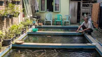 Panduan Ternak Ikan Praktis untuk Usia 50 Tahun ke Atas Tanpa Listrik, Peluang Usaha Santai di Rumah