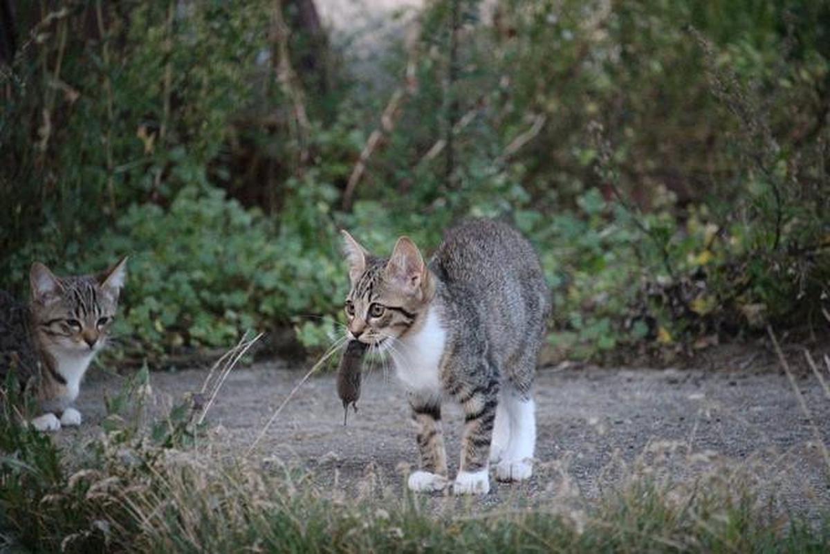 Racun Tikus vs Perangkap, Mana yang Lebih Efektif Usir Tikus saat Musim Hujan?