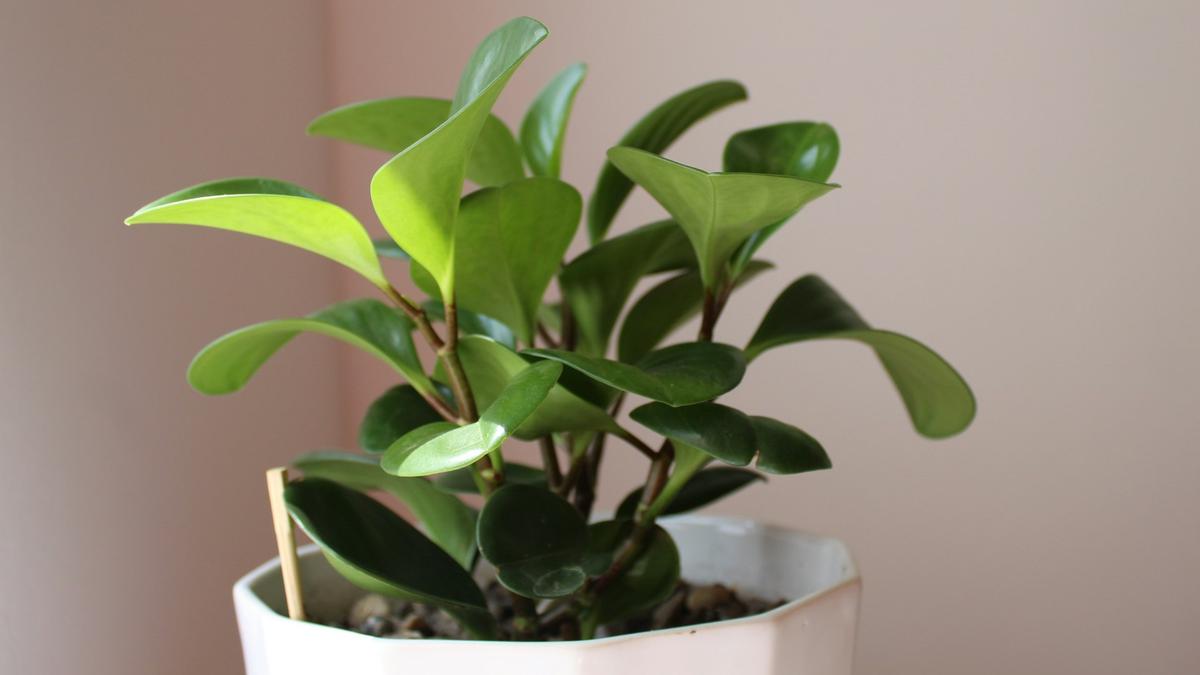 Peperomia