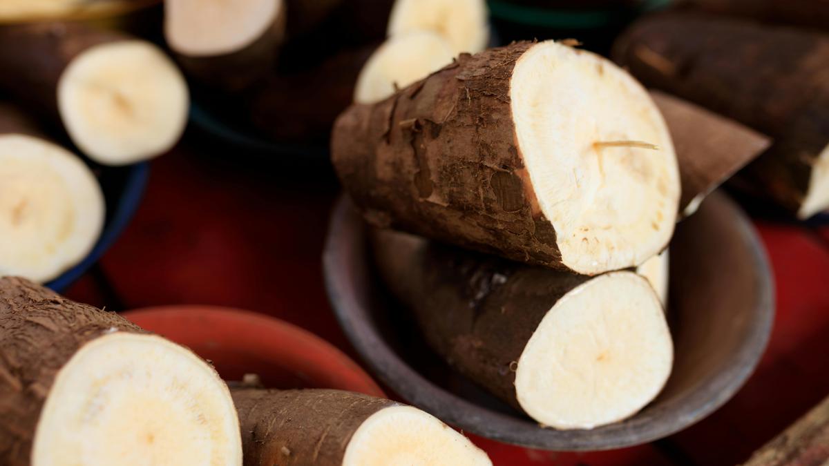 5 Olahan Singkong yang Jarang Dibuat Orang, Inovasi Kuliner yang Menggugah Selera