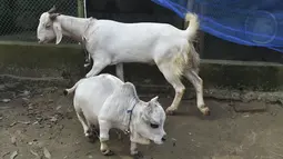 Seekor sapi kerdil Bernama Rani berdiri disamping seekor kambing di sebuah peternakan sapi di Charigram, sekitar 25 km dari Savar, Bangladesh, Selasa (6/7/2021). Sang pemilik mendaftarkan Rani ke Guinness Book dan mengklaimnya sebagai sapi terkecil di dunia. (Munir Uz zaman/AFP)