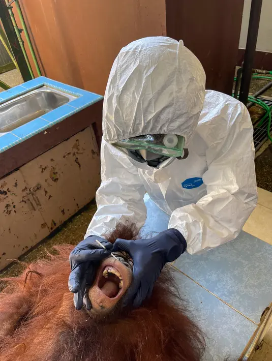 Foto yang dirilis pada 12 September 2021 menunjukkan seorang dokter hewan mengenakan APD saat mengambil sampel swab dari orang utan di Pusat Rehabilitasi Orang Utan Sepilok. Pengujian ini menjadi tes virus corona pertama pada orang utan di Malaysia. (HO/MALAYSIA'S SABAH WILDLIFE DEPARTMENT/AFP)