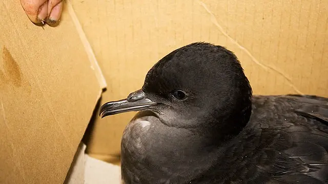Burung Terkontaminasi Plastik