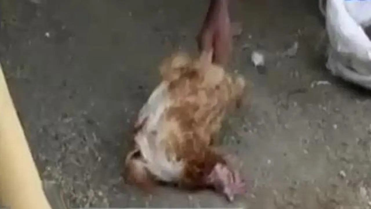 Segmen 4: Ribuan Ayam Mati Mendadak hingga Kulit Kabel di Bandung