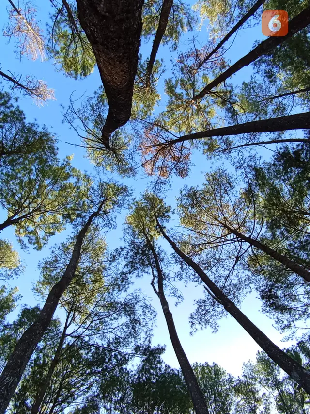 Wisata hutan pinus Motilango, Gorontalo