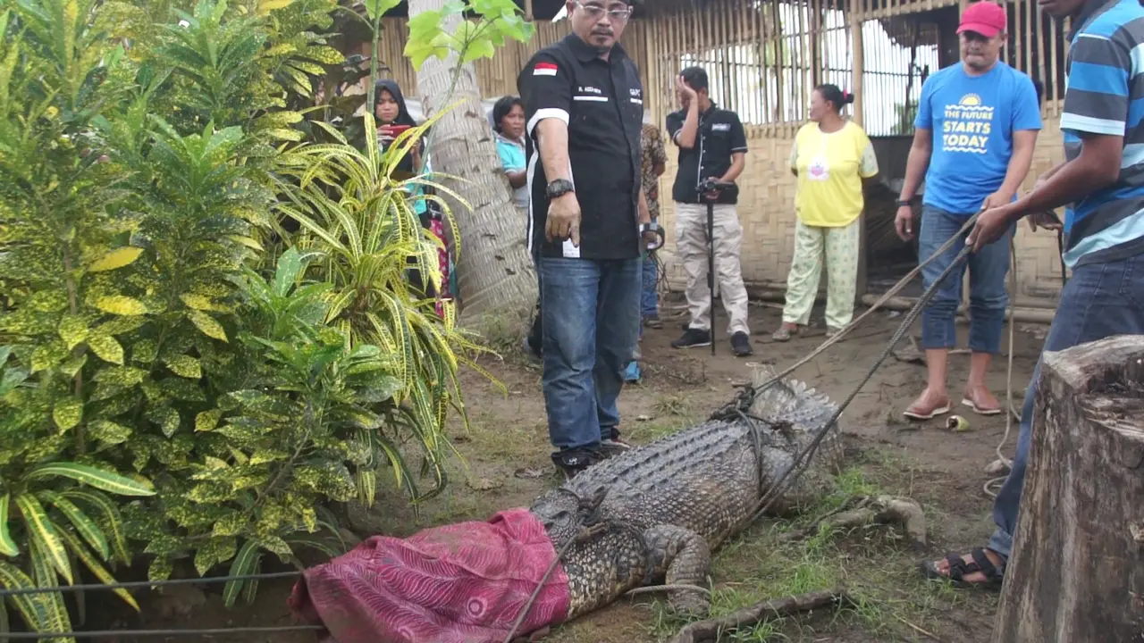 Rumah Baru Buaya Vijay Pengacak-Acak Isi Tambak Warga
