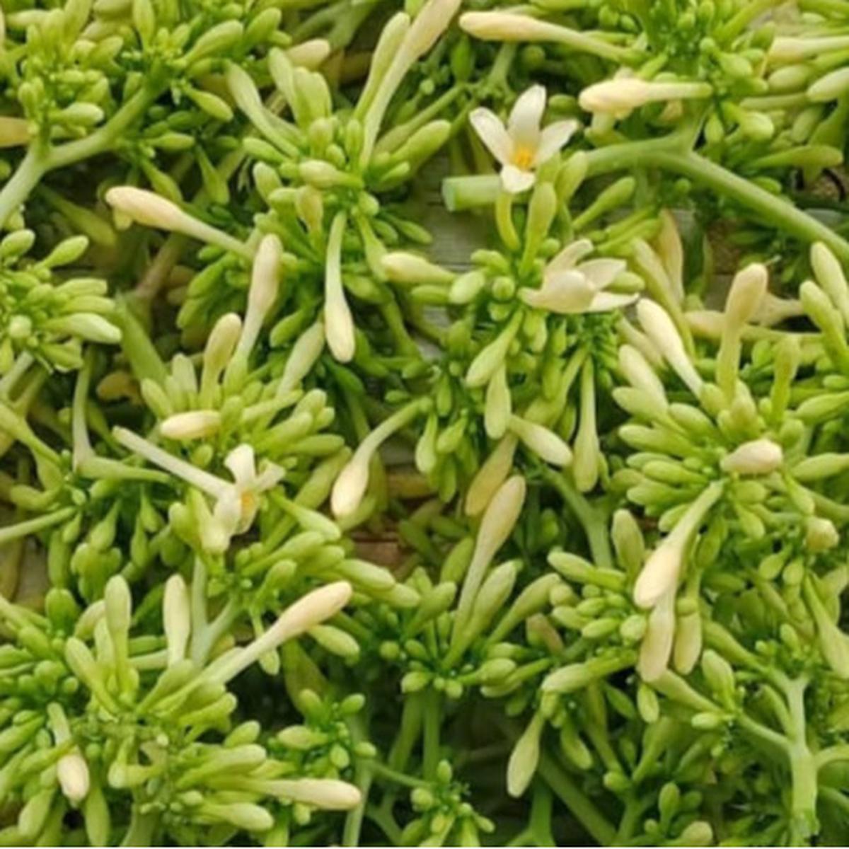 bunga pepaya