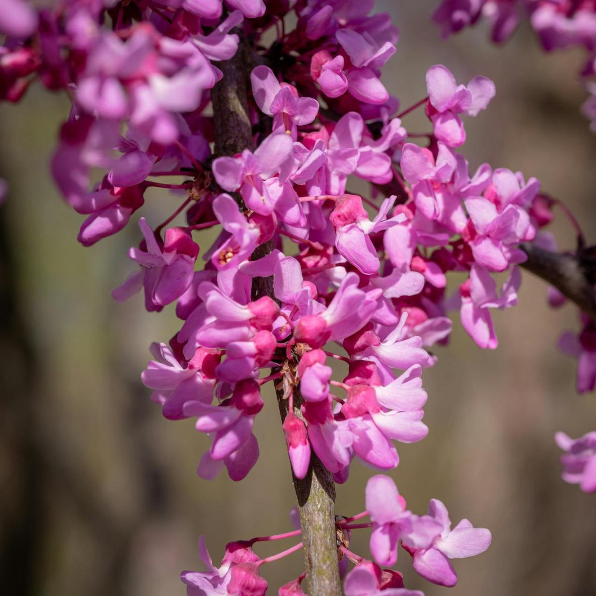 Ilustrasi Eastern Redbud