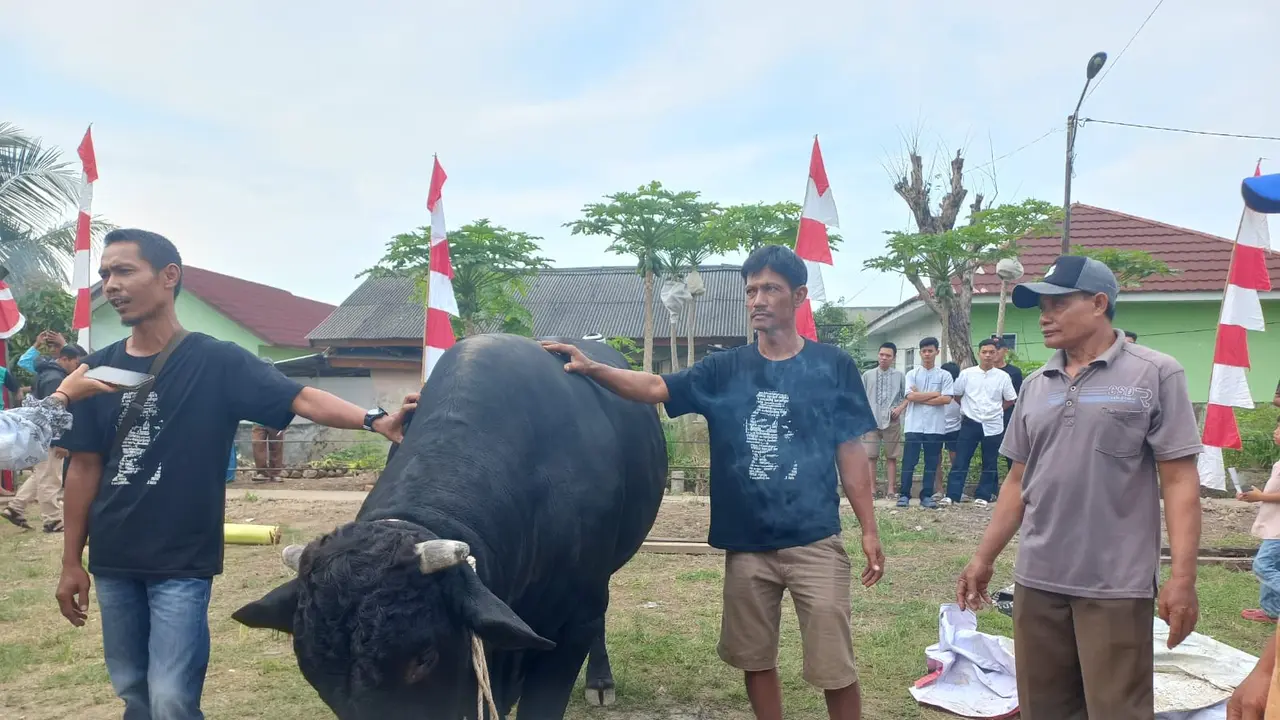 Sapi Bonbon milik Presiden Joko Widodo untuk bantuan hewan kurban sebelum disembelih di Kota Bandar Lampung. Foto : (Liputan6.com/Ardi).